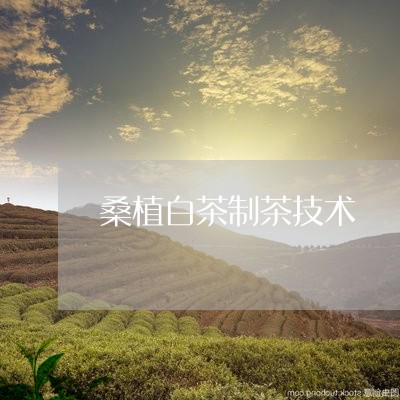 桑植白茶制茶技术/2023062215058