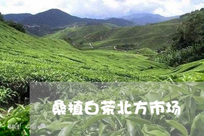 桑植白茶北方市场/2023062231794