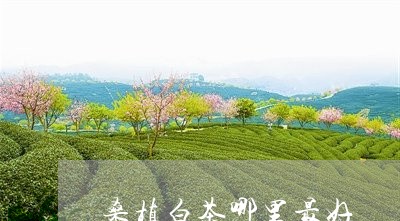 桑植白茶哪里最好/2023062229524