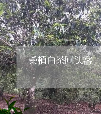 桑植白茶回头客/2023060237149