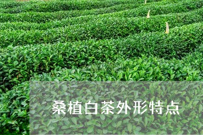 桑植白茶外形特点/2023062275958