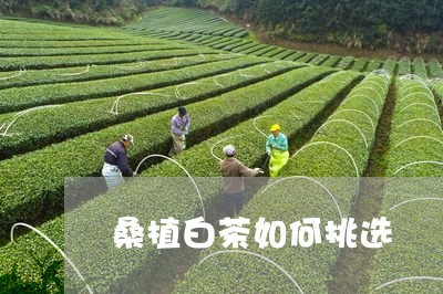 桑植白茶如何挑选/2023062233837