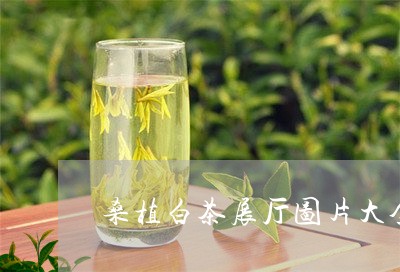 桑植白茶展厅图片大全/2023100250484