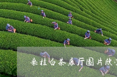 桑植白茶展厅图片欣赏/2023100223936