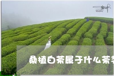 桑植白茶属于什么茶类型/2023102600393