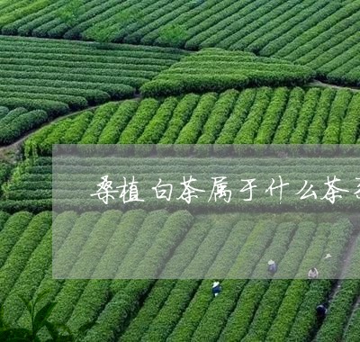 桑植白茶属于什么茶系列/2023102606258