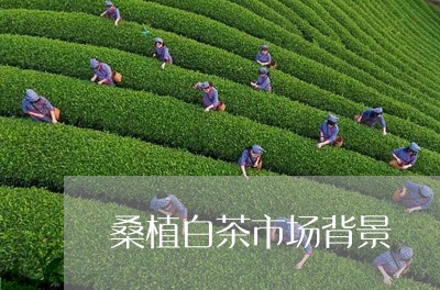 桑植白茶市场背景/2023062248462