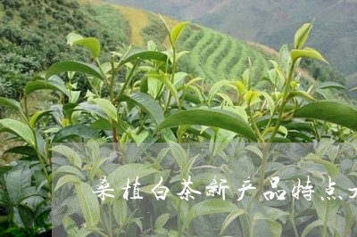 桑植白茶新产品特点是/2023100205150