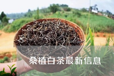 桑植白茶最新信息/2023062216262