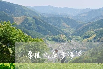 桑植白茶李海军/2023060247370