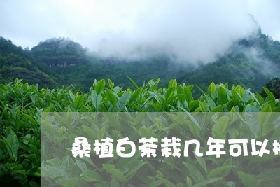 桑植白茶栽几年可以摘/2023100205027