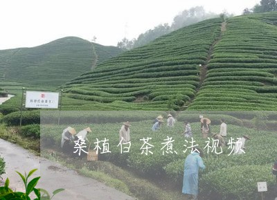 桑植白茶煮法视频/2023062288504