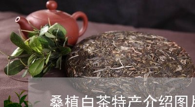 桑植白茶特产介绍图片/2023100297290