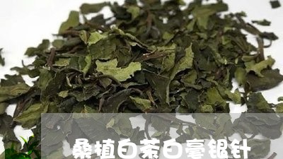 桑植白茶白毫银针/2023062211704