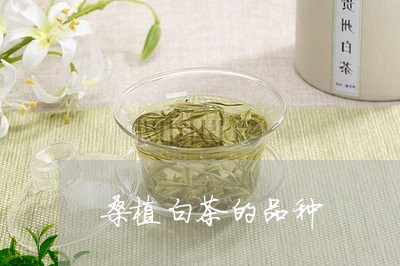 桑植白茶的品种/2023060236694