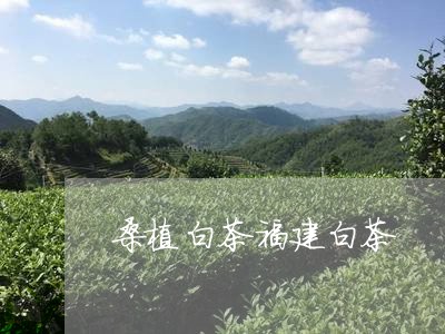 桑植白茶福建白茶/2023090592908