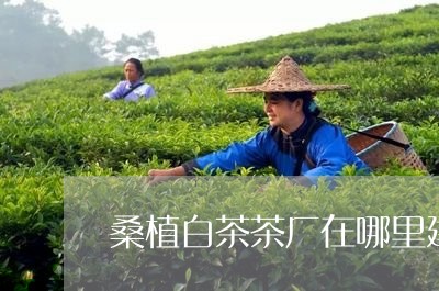 桑植白茶茶厂在哪里建立/2023102602626