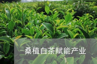 桑植白茶赋能产业/2023062128271