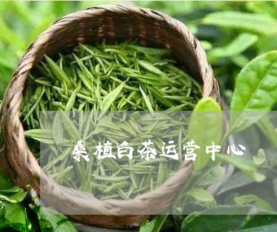 桑植白茶运营中心/2023062180915