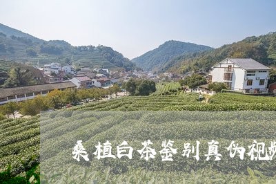 桑植白茶鉴别真伪视频/2023100225159