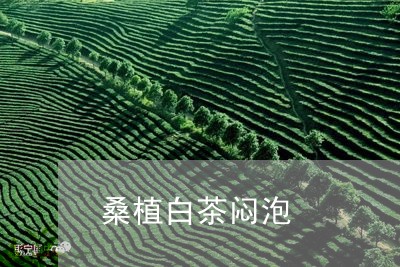 桑植白茶闷泡/2023073038370