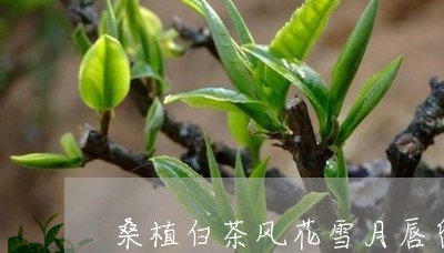 桑植白茶风花雪月唇留香/2023102616151