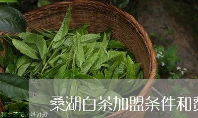 桑湖白茶加盟条件和费用/2023102629694