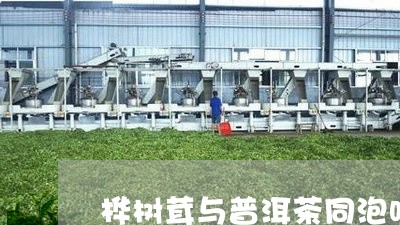 桦树茸与普洱茶同泡吗/2023092782048