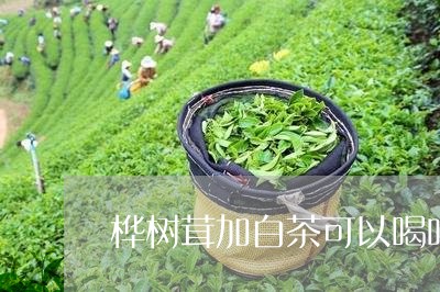 桦树茸加白茶可以喝吗/2023100266359