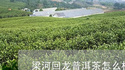 梁河回龙普洱茶怎么样/2023072302078