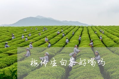 梅传生白茶好喝吗/2023062203068