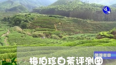 梅伯珍白茶评测图/2023062187371