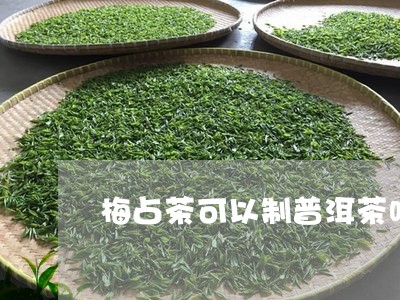 梅占茶可以制普洱茶吗/2023100567159