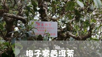 梅子寨普洱茶/2023042831516