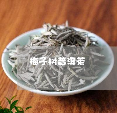 梅子树普洱茶/2023042763049