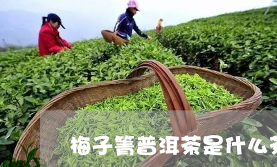 梅子箐普洱茶是什么茶/2023100710824