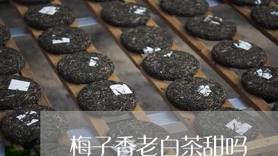 梅子香老白茶甜吗/2023090808371