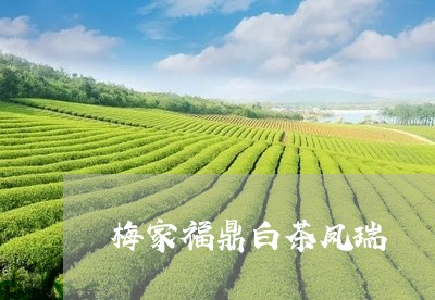 梅家福鼎白茶凤瑞/2023062247251