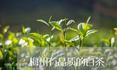 梅州有品质的白茶/2023062202715