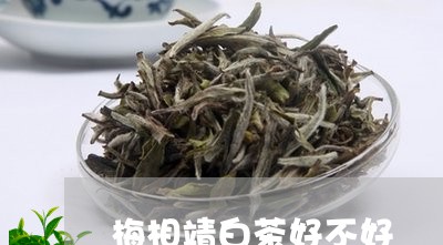 梅相靖白茶好不好/2023062122606