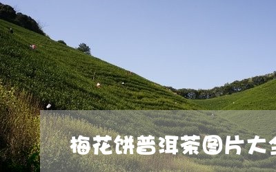 梅花饼普洱茶图片大全/2023062708061