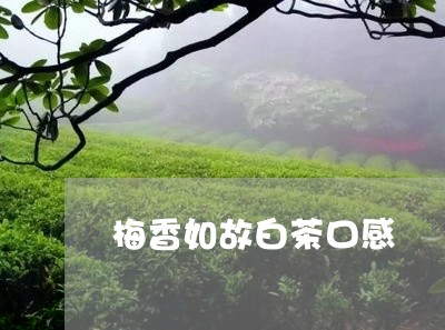 梅香如故白茶口感/2023062111503