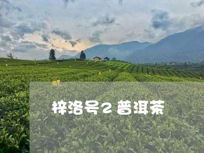 梓洛号2普洱茶/2023102626040