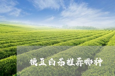 梗豆白茶推荐哪种/2023062250503