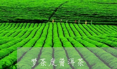 梦茶度普洱茶/2023042943405