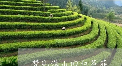 梦见满山的白茶花/2023062217682