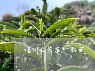 梧州白茶茶叶招商/2023062280402