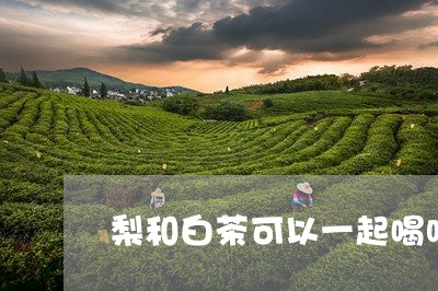 梨和白茶可以一起喝吗/2023100269472