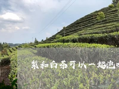 梨和白茶可以一起泡吗/2023100216961