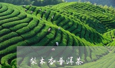 梨木香普洱茶/2023042812574